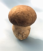 A Porcini Mushroom