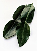 Four Kaffir Lime Leaves
