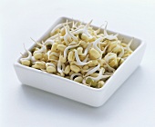 Bean Sprouts in Rectangular Dish