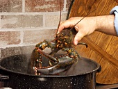 Placing a Lobster in Boiling Water