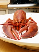 A Boiled Lobster on a Plate