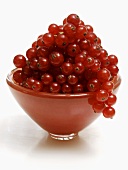 Red Currants in a Red Bowl