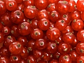 Rote Johannisbeeren (bildfüllend)