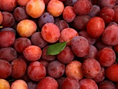 Plums