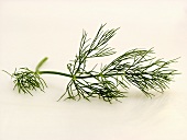 Sprig of Dill