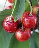 Sweet cherries on the branch