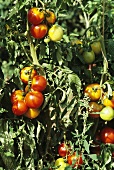 Tomatoes on the Plant