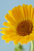 Gelbe Gerbera (Close Up)