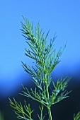 Close Up of Dill; Blue Background