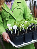A woman holding a tray of young vegetable plants