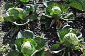 White cabbage in a vegetable patch