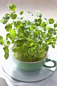 Fresh cress in a cup