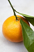 A mandarin with stalk and leaves