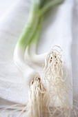 Two spring onions on a linen cloth