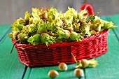 A basket of fresh hazelnuts