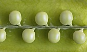 Peas in a Pod; Close Up