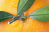 An orange with a stalk and leaves (detail)