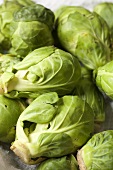 Fresh Brussels Sprouts from Lancaster County, PA, USA