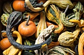 Various Gourds From Farmer's Market in New Jersey