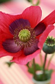 Poppy