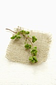 A sprig of marjoram