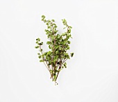 Fresh marjoram