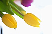 Yellow and purple tulips (close-up)
