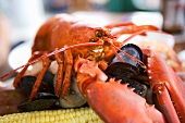 Steamed Whole Lobster with Clams, Mussels and Corn on the Cob