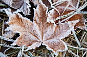 Autumnal leaves covered with frost