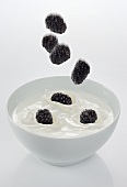 Blackberries falling into a bowl of yogurt