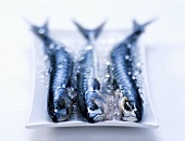 Three mackerels on a plate with crushed ice