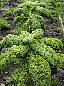 Kale in the field