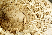 A fresh parasol mushroom (close-up)