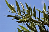 An olive tree sprig