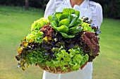 A woman holding basket of fresh lettuce