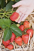 Strawberry plants in straw