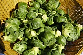 Organic Brussels Sprouts in a Basket at Farmer's Market; From Above