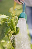 A woman watering a chilli plant