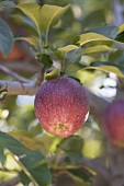 Red apples on the tree