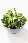 Fresh lamb's lettuce in a bowl