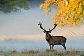 Hirsch auf Waldlichtung