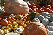 Large Variety of Pumpkins from Huge Ones to Tiny Ones