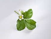 Strawberry flowers and leaves