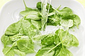Spinach in water