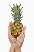 Hands holding a baby pineapple