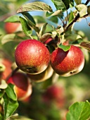 Apples on the branch