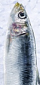 Sardine auf Eis