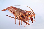 A cooked lobster