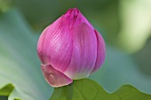 Water lily bud