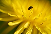 Löwenzahnblüte mit einem Käfer (Close Up)